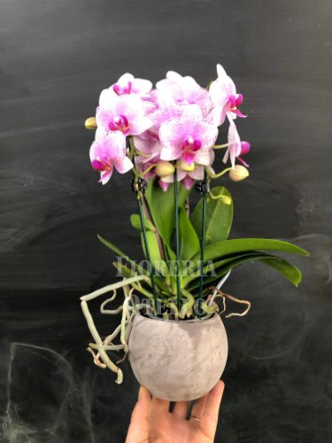 Foto orchidea phalenopsis in vaso